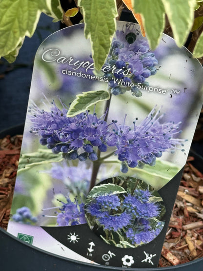 Caryopteris clandonensis ‘White Surprise’ – Blauwbaard