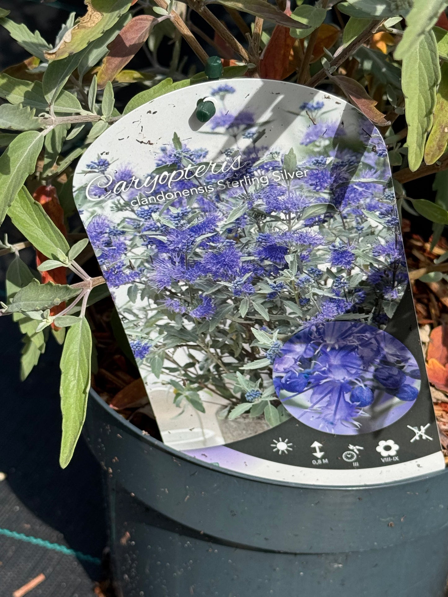 Caryopteris clandonensis ‘Sterling Silver’ – Blauwbaard