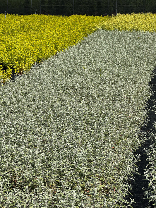 Caryopteris clandonensis ‘Sterling Silver’ – Blauwbaard