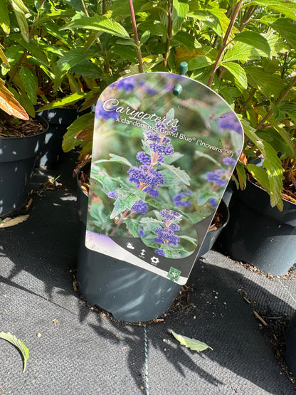 Caryopteris clandonensis ‘Grand Blue’ – Blauwbaard