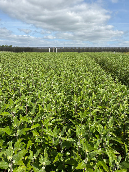 Caryopteris clandonensis ‘Grand Blue’ – Blauwbaard