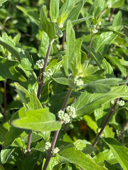 Caryopteris clandonensis ‘Grand Blue’ – Blauwbaard