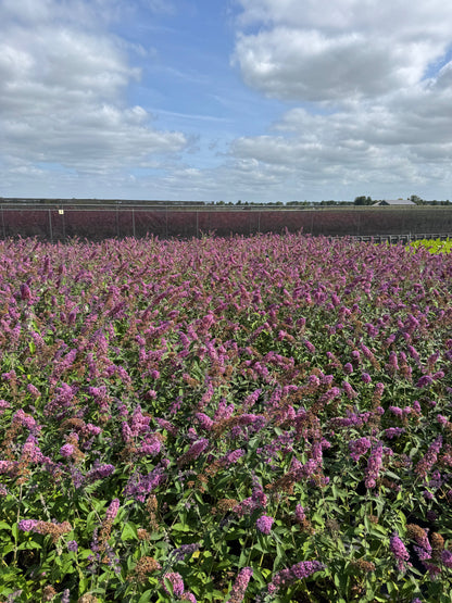Buddleja weyeriana 'Flower Power' - Vlinderstruik