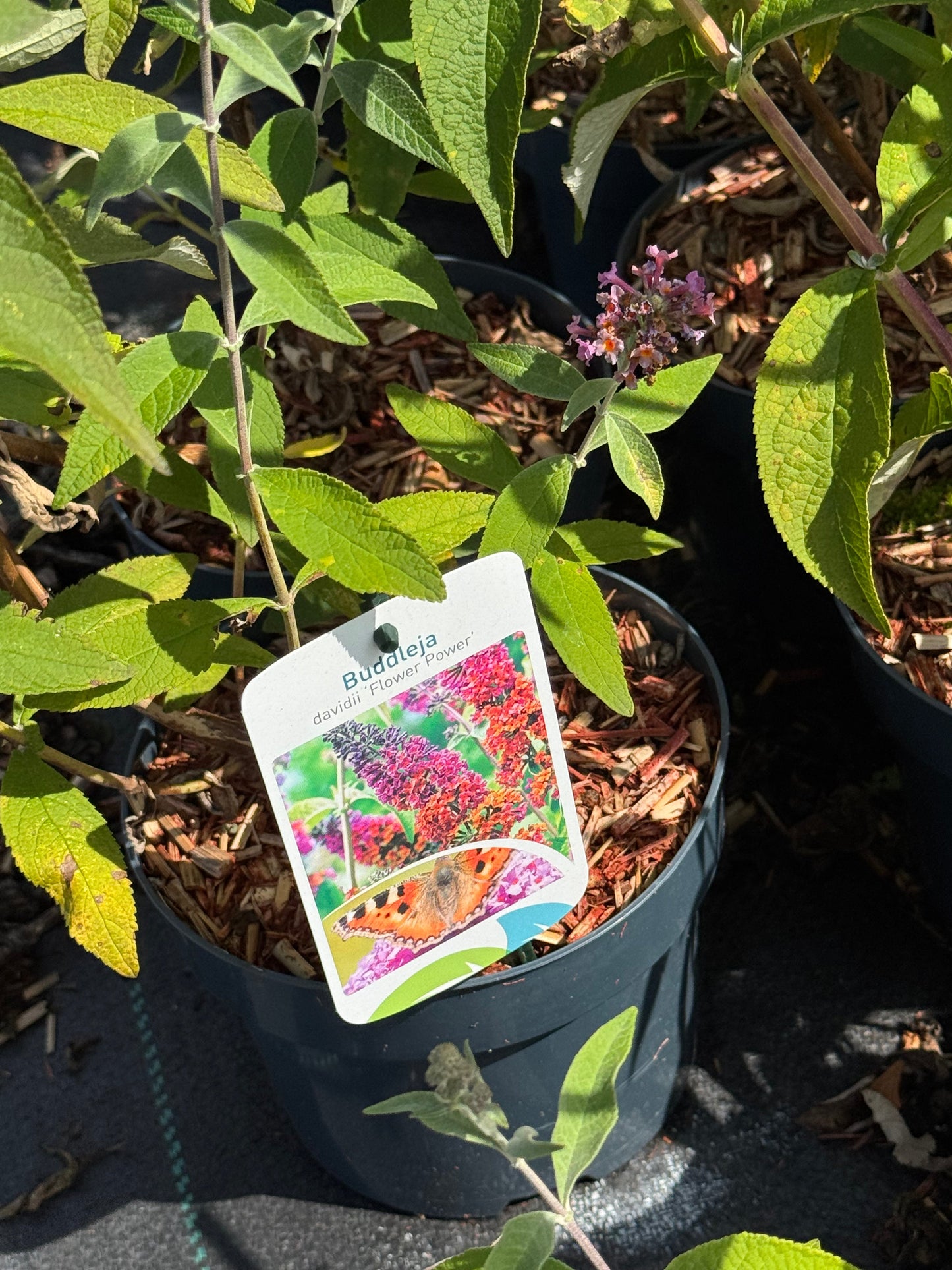 Buddleja weyeriana 'Flower Power' - Vlinderstruik