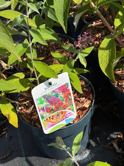 Buddleja weyeriana 'Flower Power' - Vlinderstruik