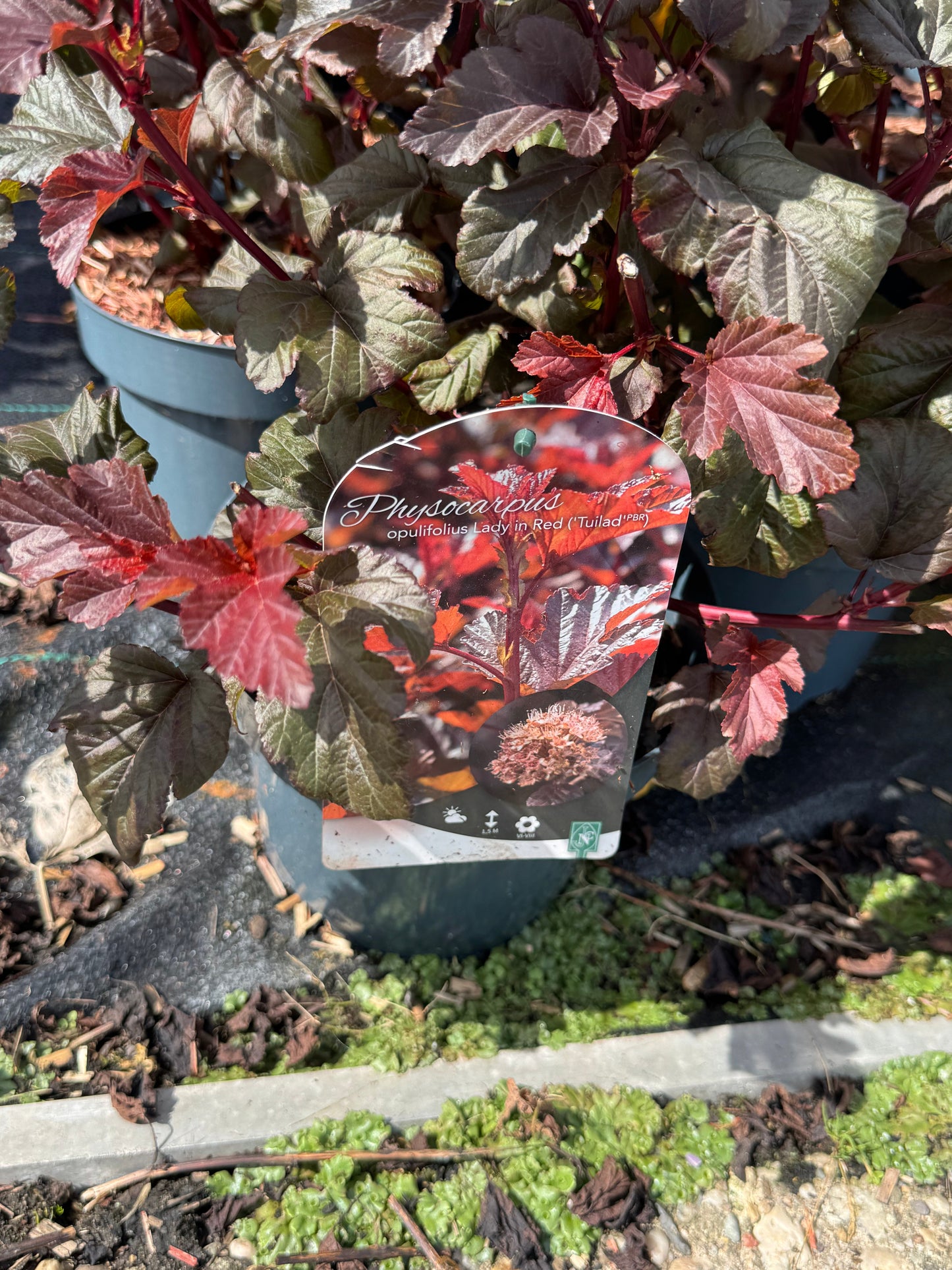 Physocarpus opulifolius 'Lady in Red' - Blaasspirea