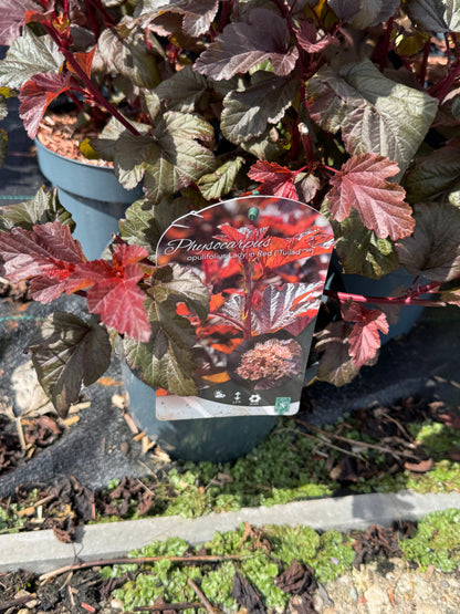 Physocarpus opulifolius 'Lady in Red' - Blaasspirea