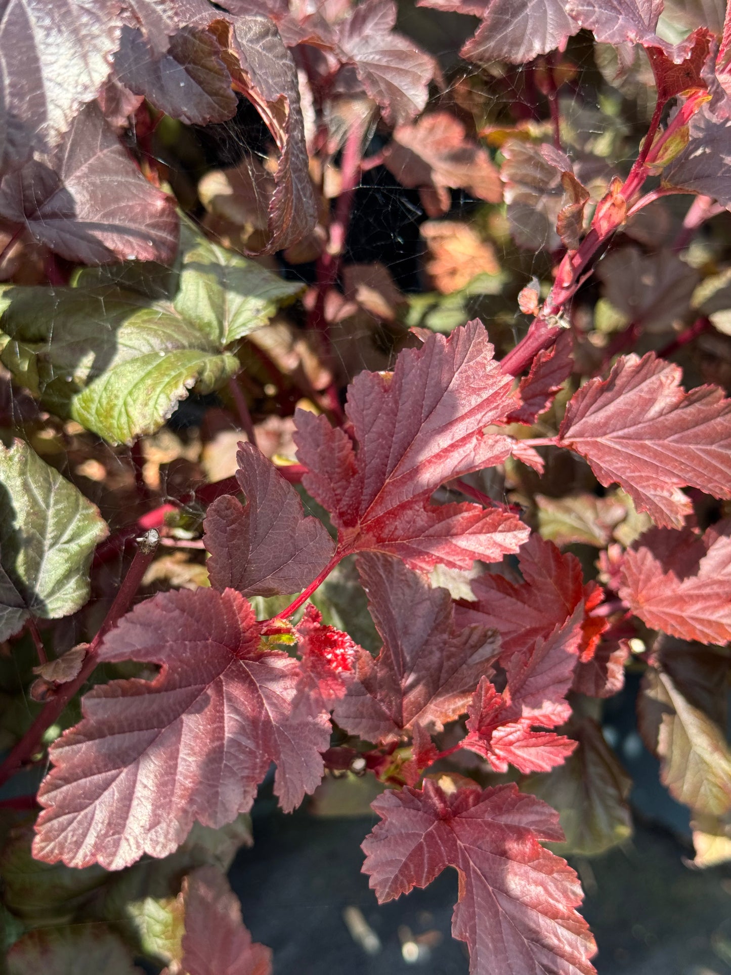 Physocarpus opulifolius 'Lady in Red' - Blaasspirea