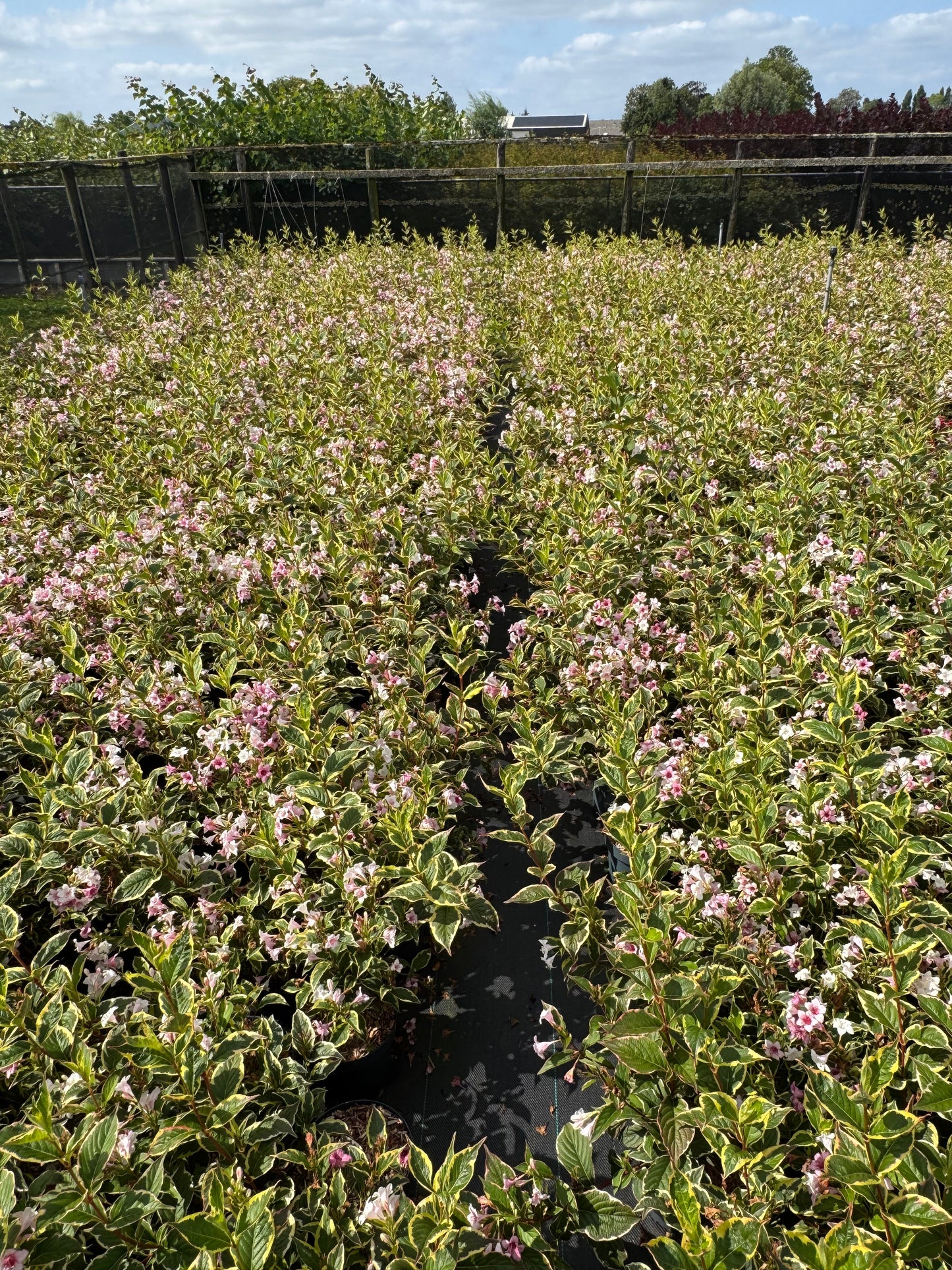 Weigela 'Nana Variegata' - Sierheester
