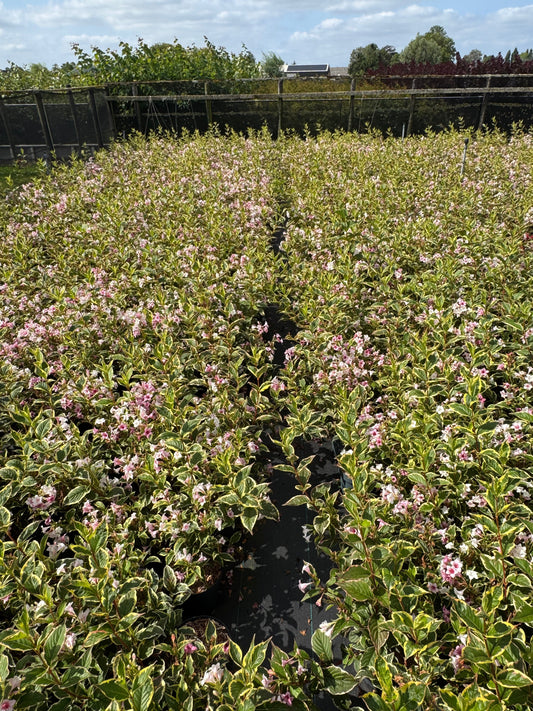 Weigela 'Nana Variegata' - Sierheester