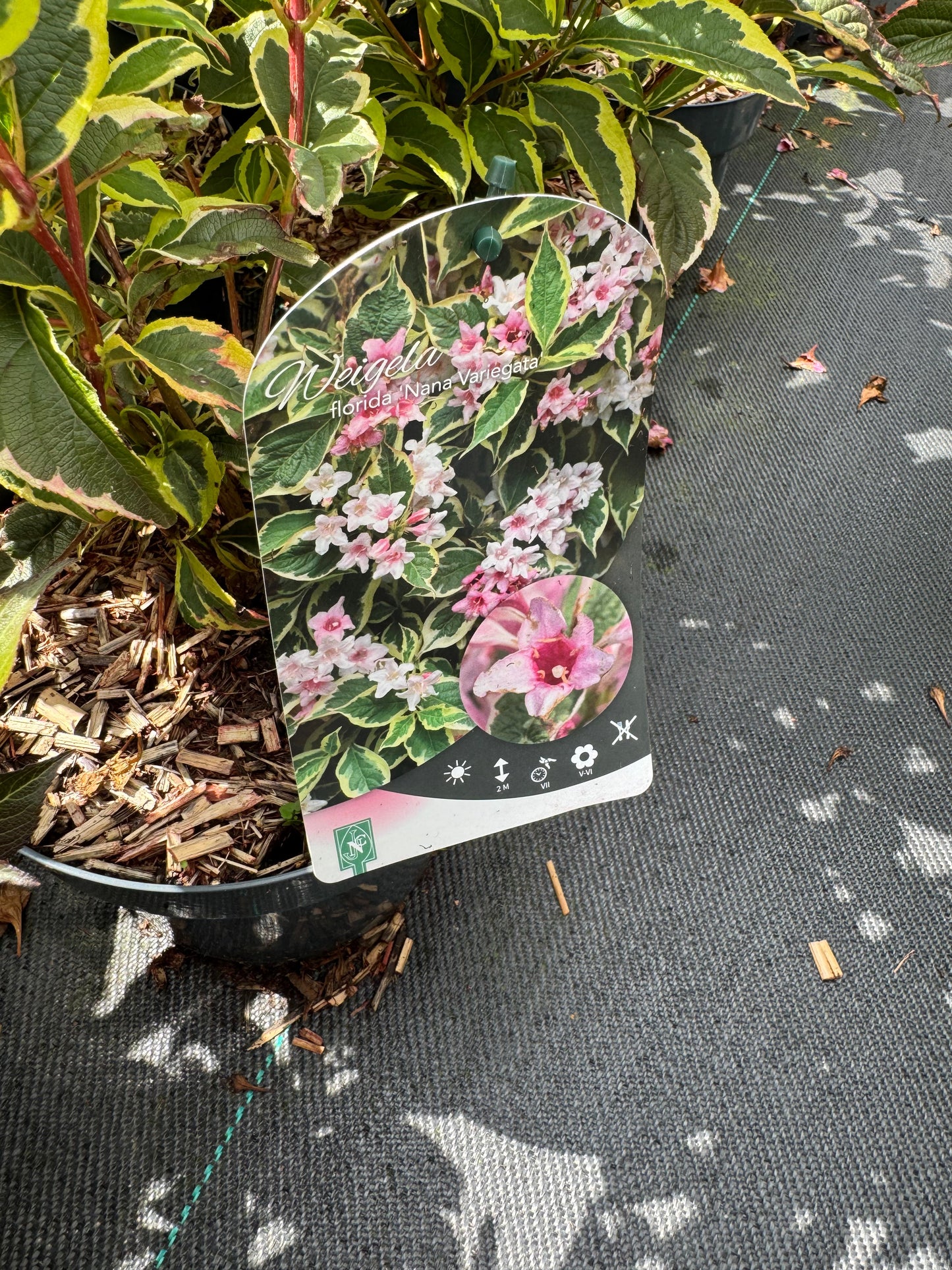 Weigela 'Nana Variegata' - Sierheester