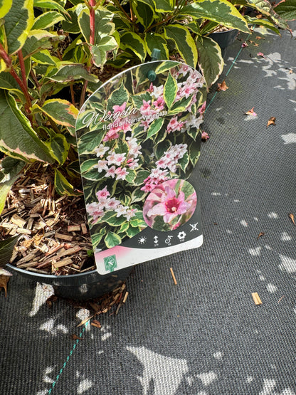 Weigela 'Nana Variegata' - Sierheester