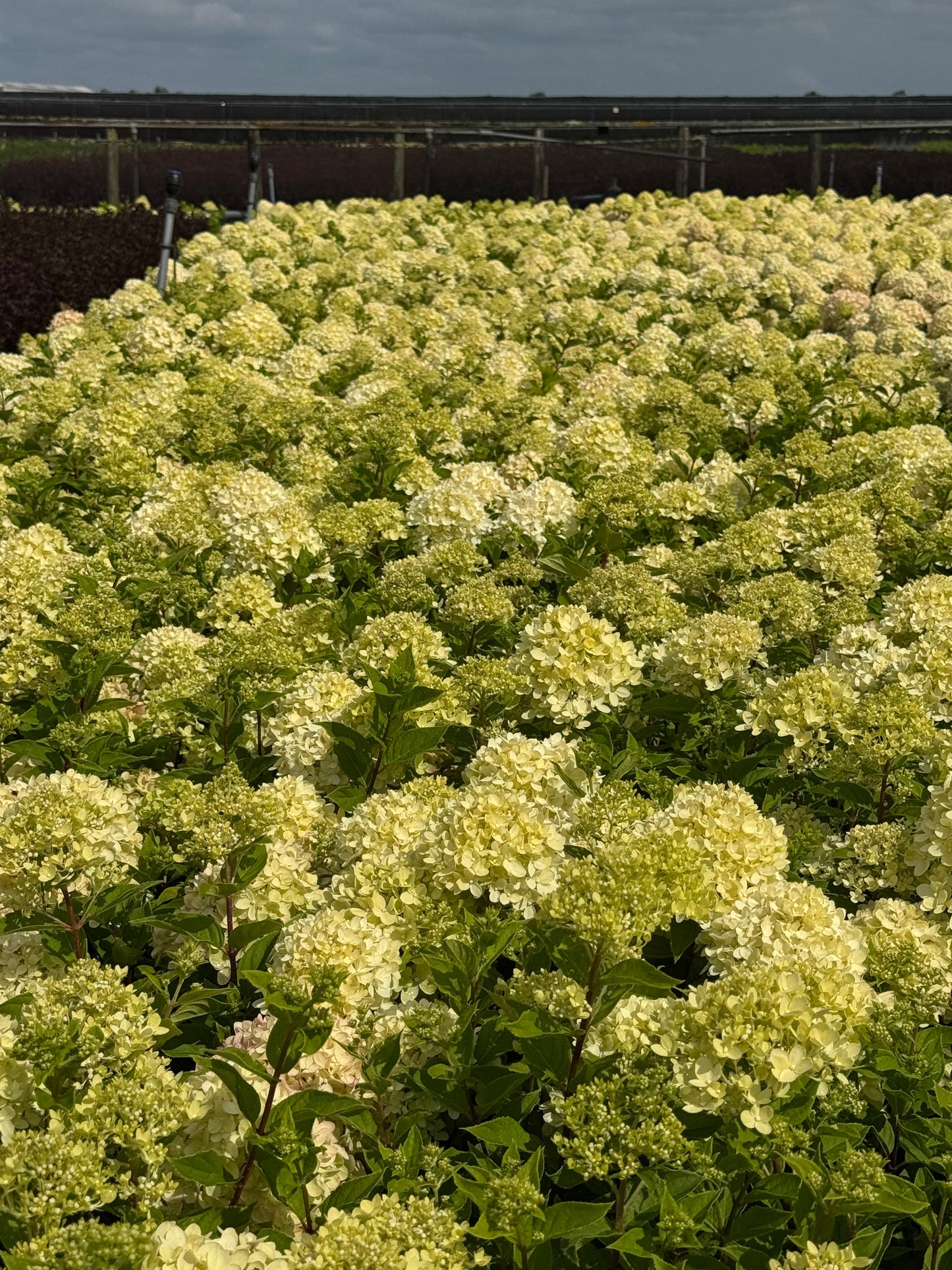 Hydrangea paniculata 'Little Lime' - Compacte Pluimhortensia
