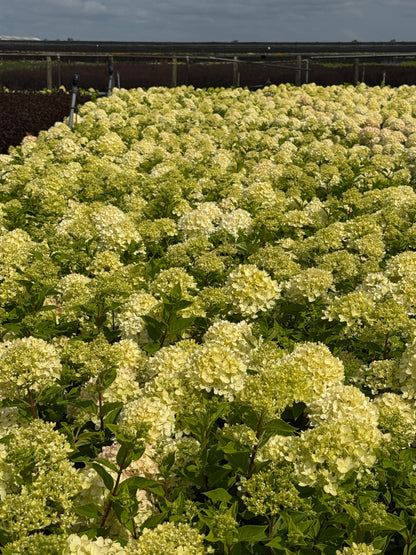 Hydrangea paniculata 'Little Lime' - Compacte Pluimhortensia