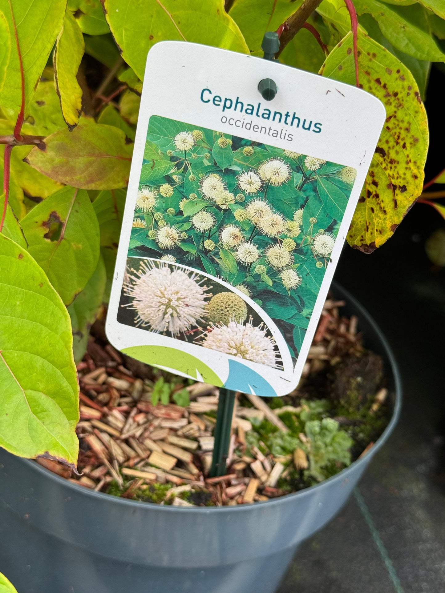 Cephalanthus occidentalis - Kogelbloem