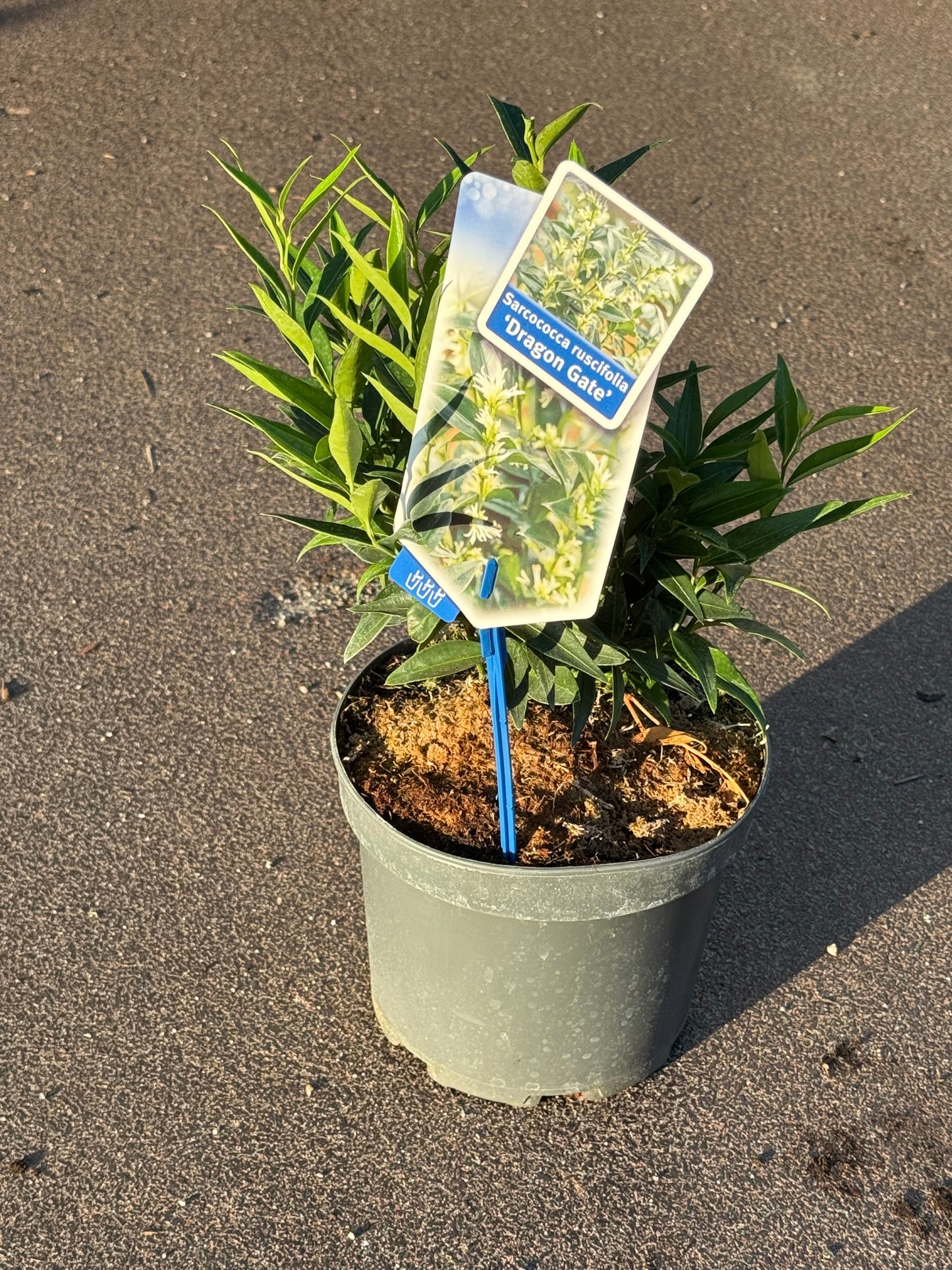 Sarcococca ruscifolia 'Dragon Gate' - Vleesbes