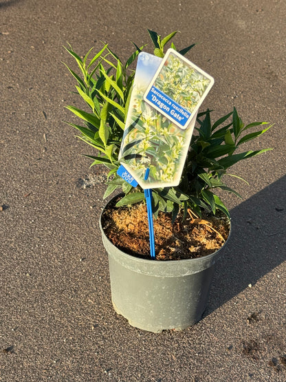 Sarcococca ruscifolia 'Dragon Gate' - Vleesbes