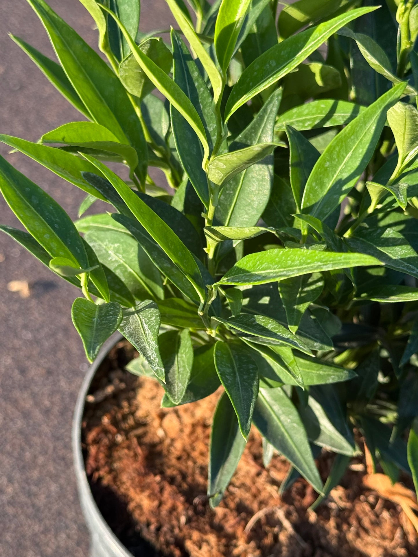 Sarcococca ruscifolia 'Dragon Gate' - Vleesbes