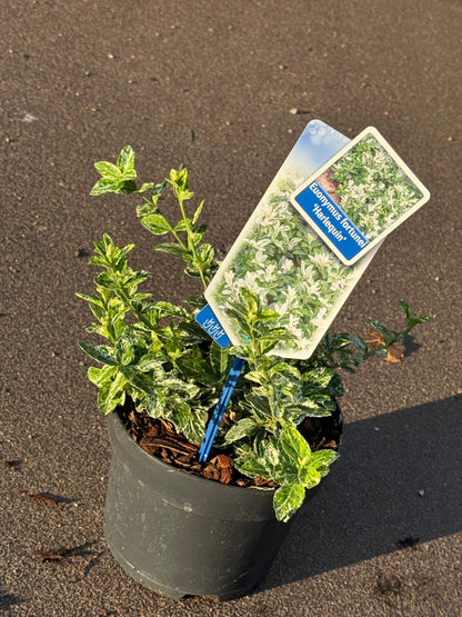 Euonymus fortunei 'Harlequin' - Kardinaalsmuts