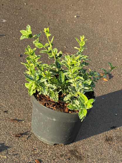 Euonymus fortunei 'Harlequin' - Kardinaalsmuts