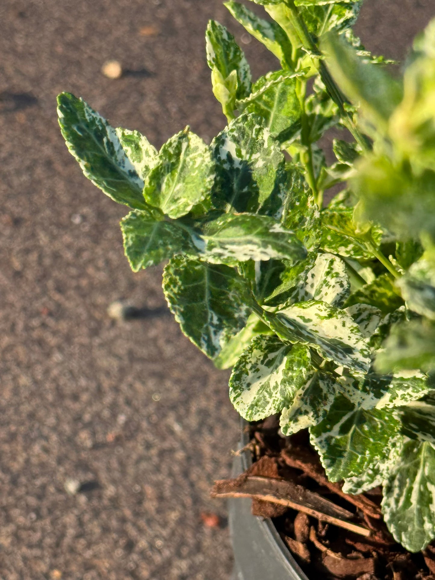 Euonymus fortunei 'Harlequin' - Kardinaalsmuts
