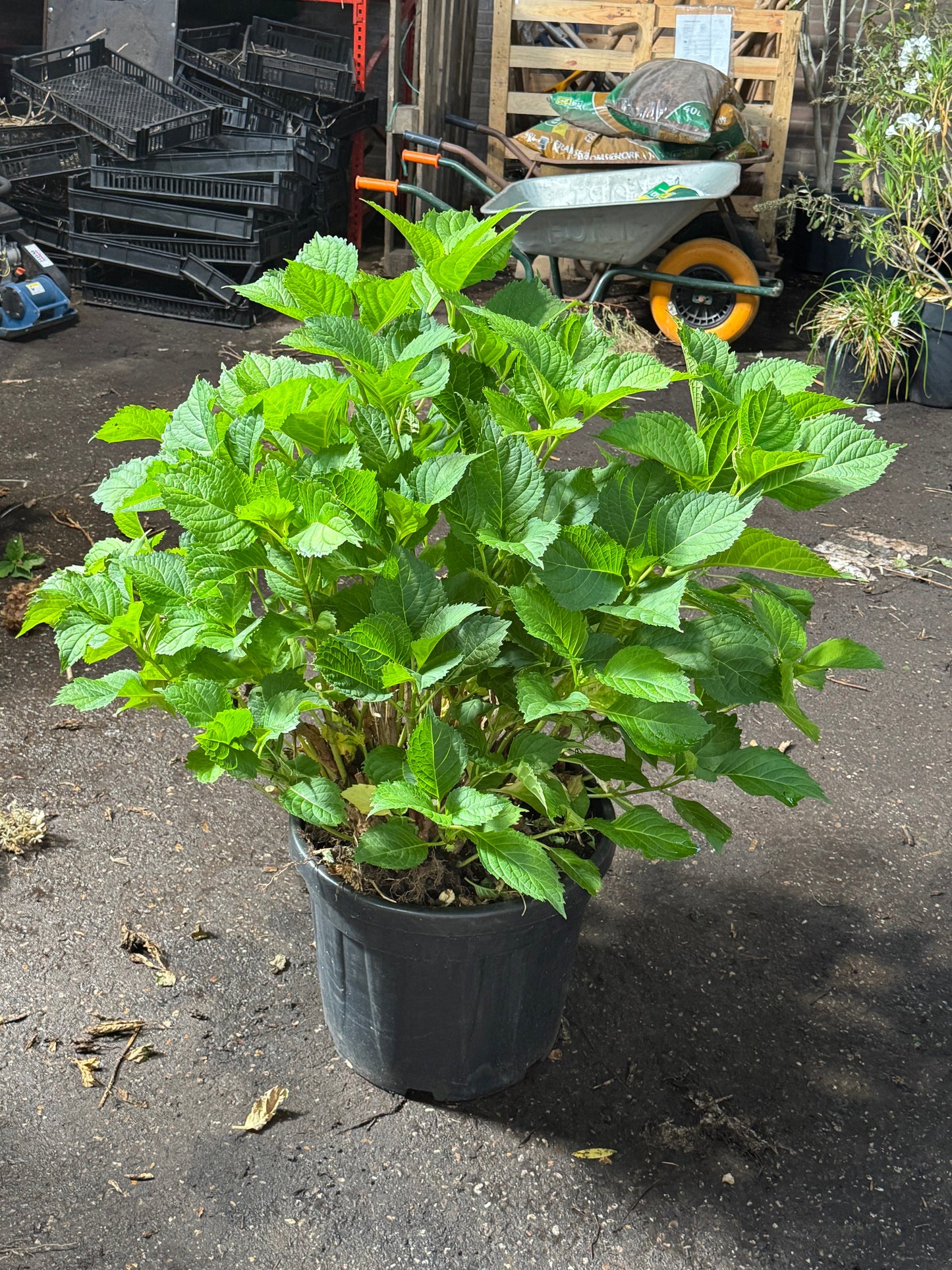 * UNIEK* Hydrangea Macrophylla - Boerenhortensia roze +/- 20 jaar oud - XXL in 45L pot (3 beschikbaar)