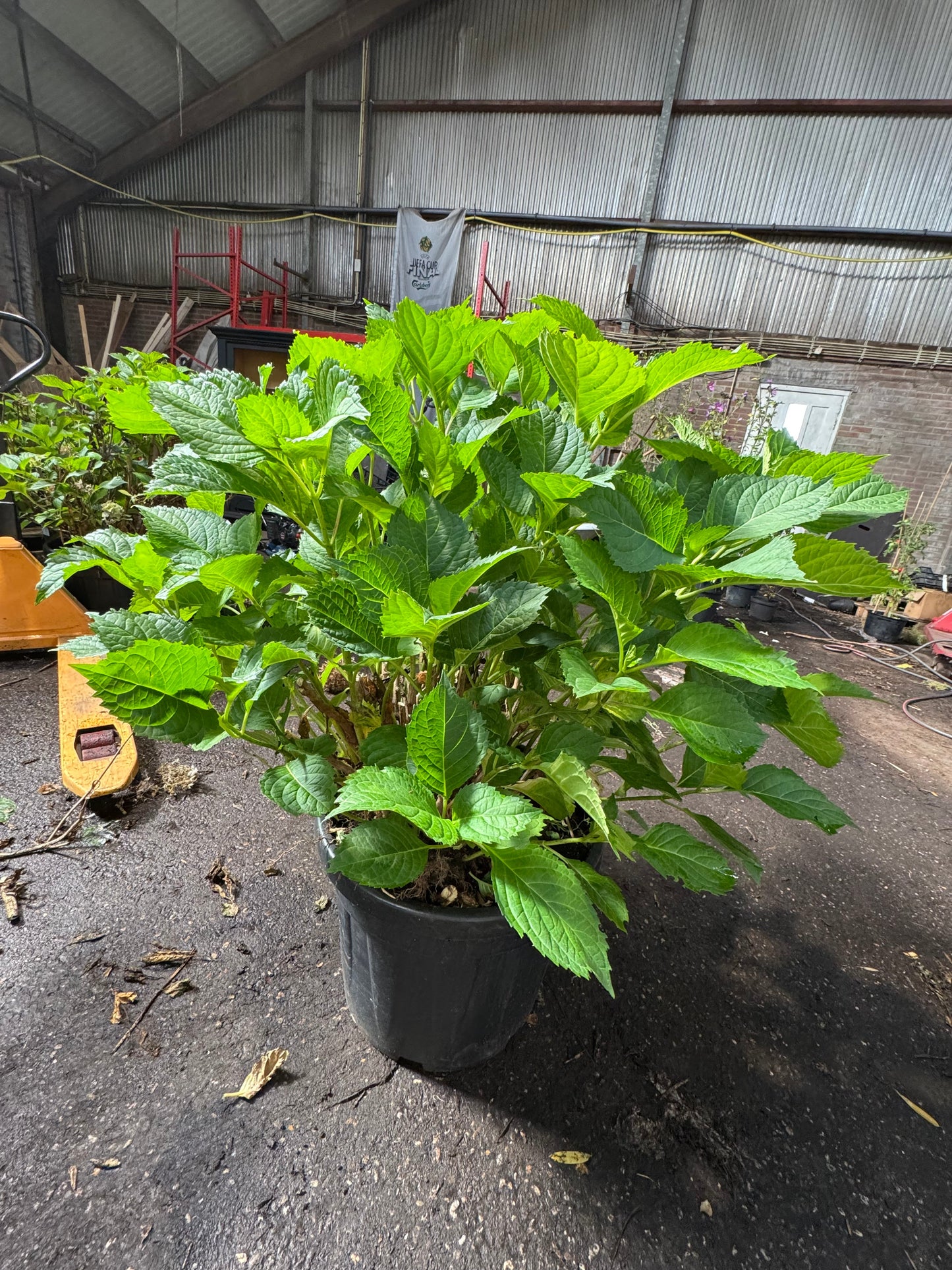 * UNIEK* Hydrangea Macrophylla - Boerenhortensia roze +/- 20 jaar oud - XXL in 45L pot (3 beschikbaar)