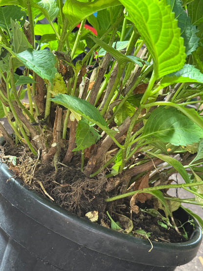 * UNIEK* Hydrangea Macrophylla - Boerenhortensia roze +/- 20 jaar oud - XXL in 45L pot (3 beschikbaar)