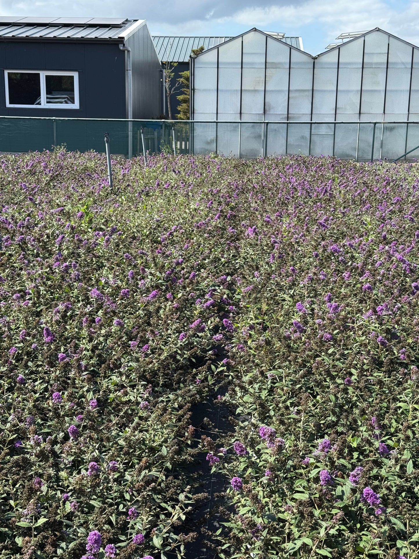 Buddleja 'Purple Chip' - Dwergvlinderstruik paars