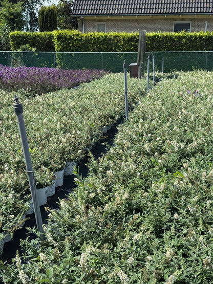 Buddleja 'White Chip' - Dwergvlinderstruik wit