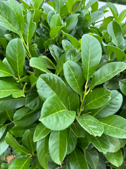 Prunus laurocerasus 'Novita' - Laurierhaag