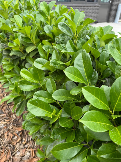 Prunus laurocerasus 'Novita' - Laurierhaag