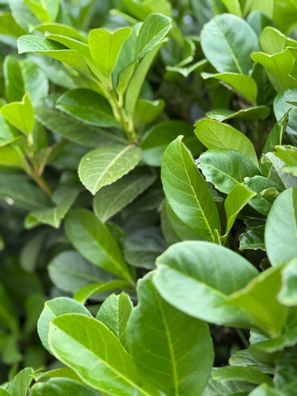 Prunus laurocerasus 'Novita' - Laurierkers-haag blote wortel