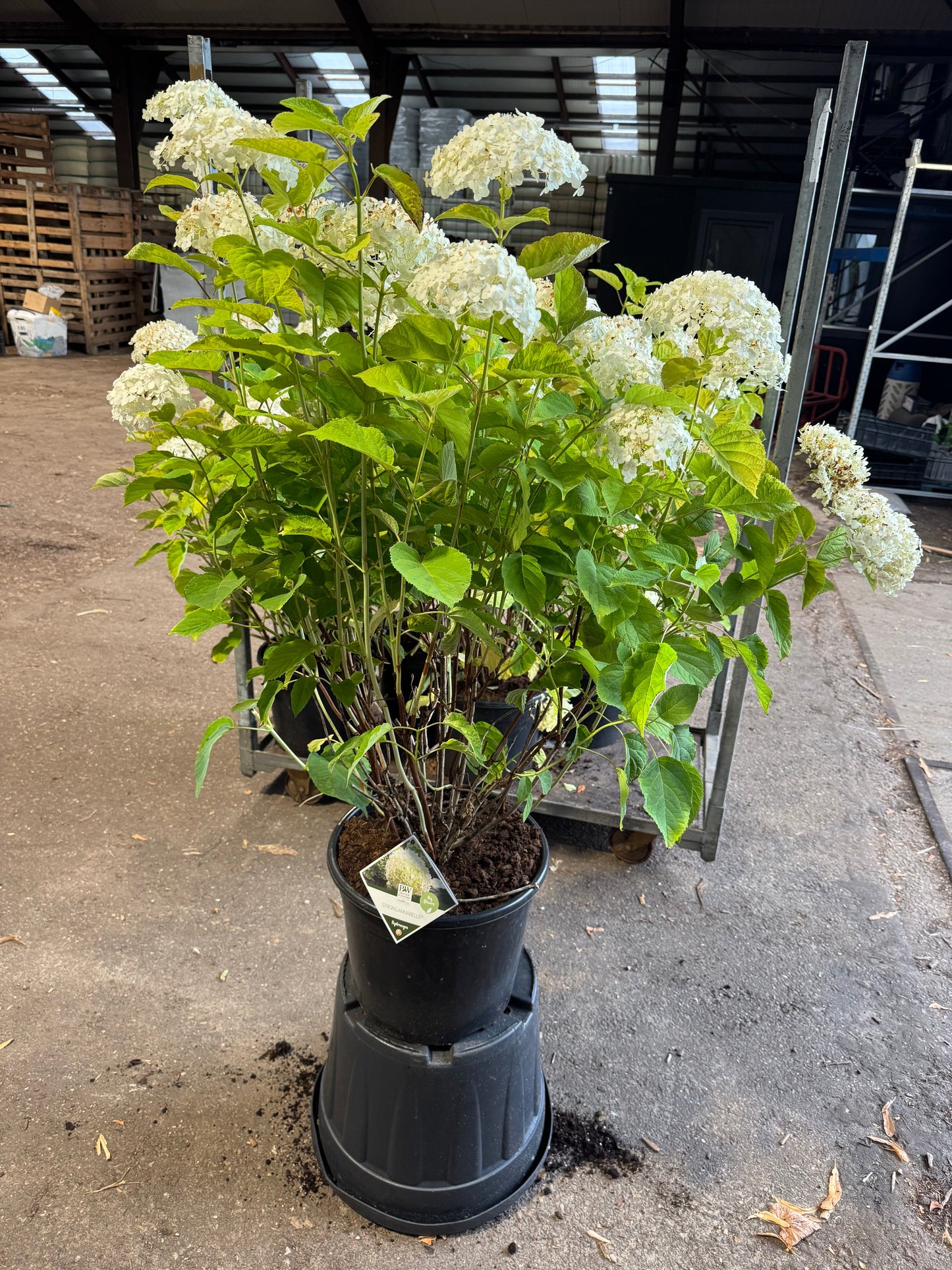 Hydrangea arborescens 'Strong Annabelle' - Bolhortensia