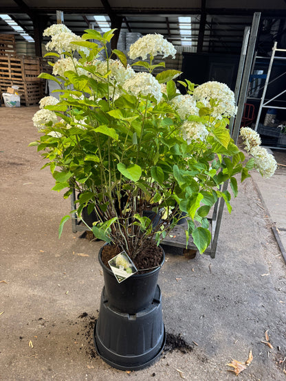 Hydrangea arborescens 'Strong Annabelle' - Bolhortensia