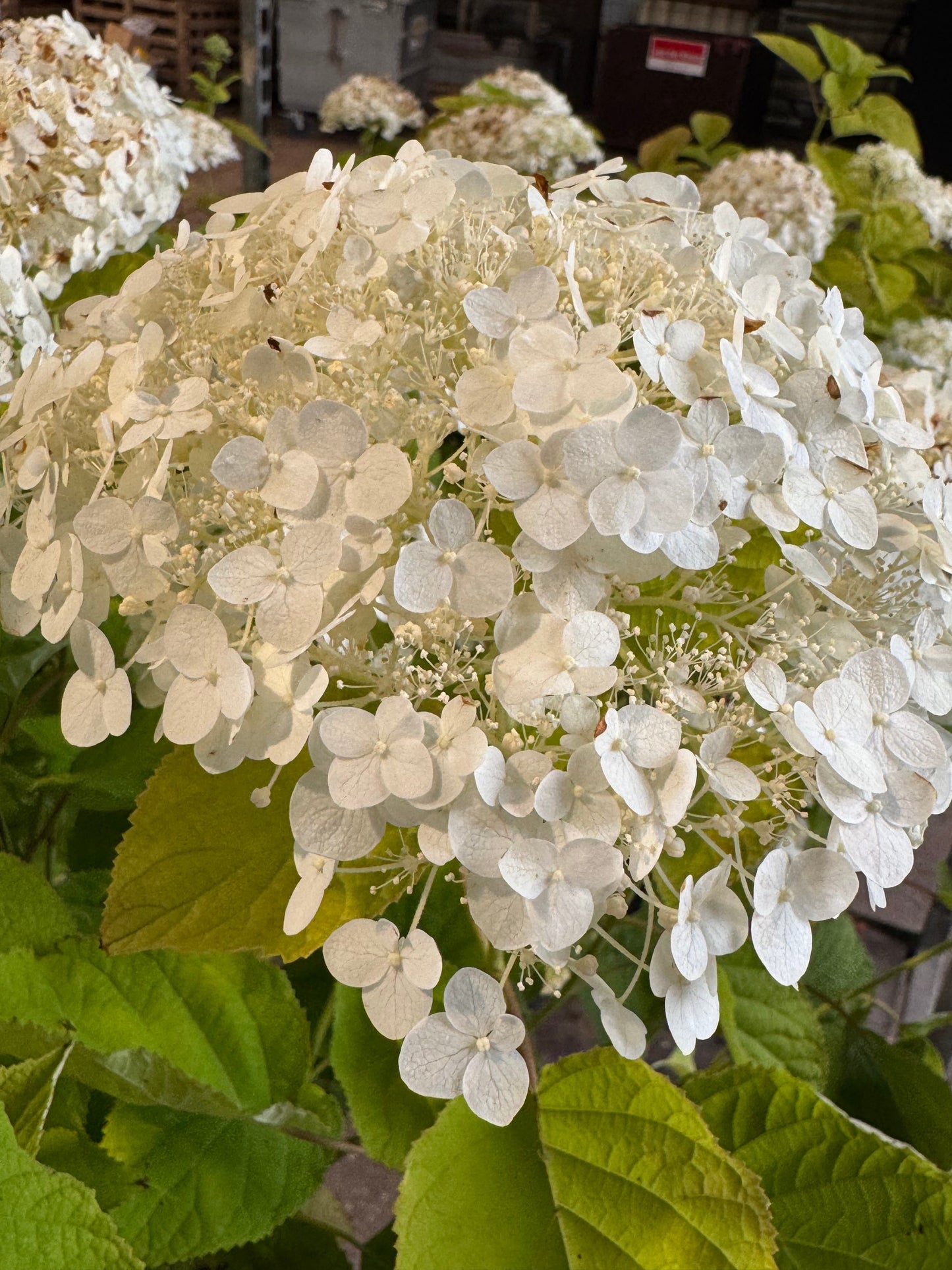 Hydrangea arborescens 'Strong Annabelle' - Bolhortensia