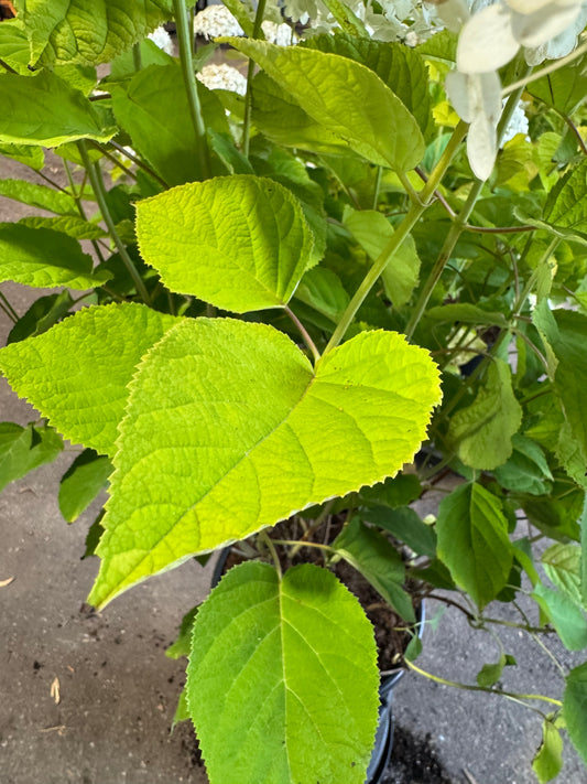 Hydrangea arborescens 'Strong Annabelle' - Bolhortensia