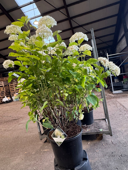 Hydrangea arborescens 'Strong Annabelle' - Bolhortensia
