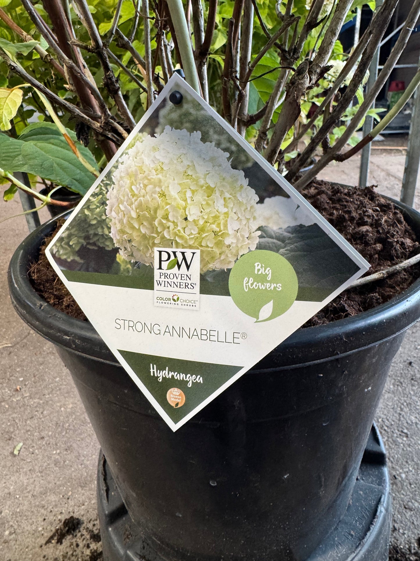 Hydrangea arborescens 'Strong Annabelle' - Bolhortensia