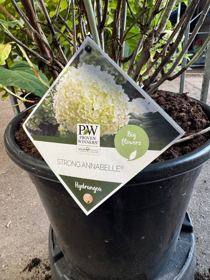 Hydrangea arborescens 'Strong Annabelle' - Bolhortensia