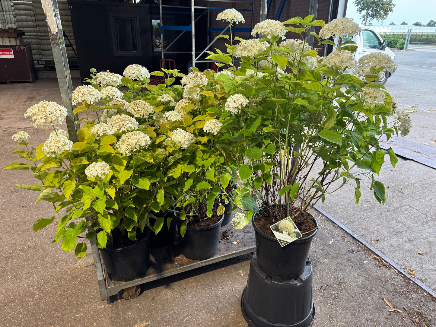 Hydrangea arborescens 'Strong Annabelle' - Bolhortensia