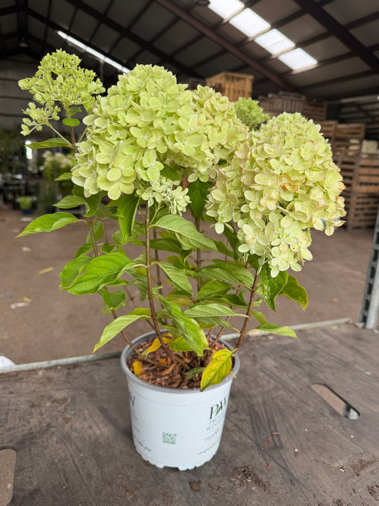 Hydrangea paniculata 'Little Lime' - Compacte Pluimhortensia