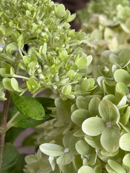 Hydrangea paniculata 'Little Lime' - Compacte Pluimhortensia