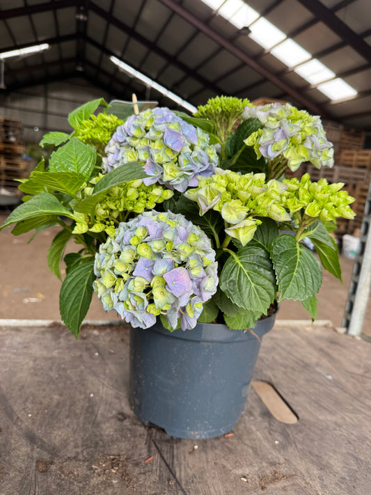 Hydrangea macrophylla - Boerenhortensia blauw