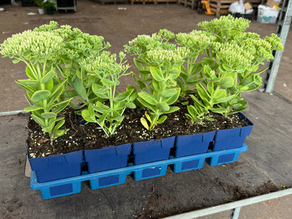 Sedum spectabile 'Brillant' - Hemelsleutel