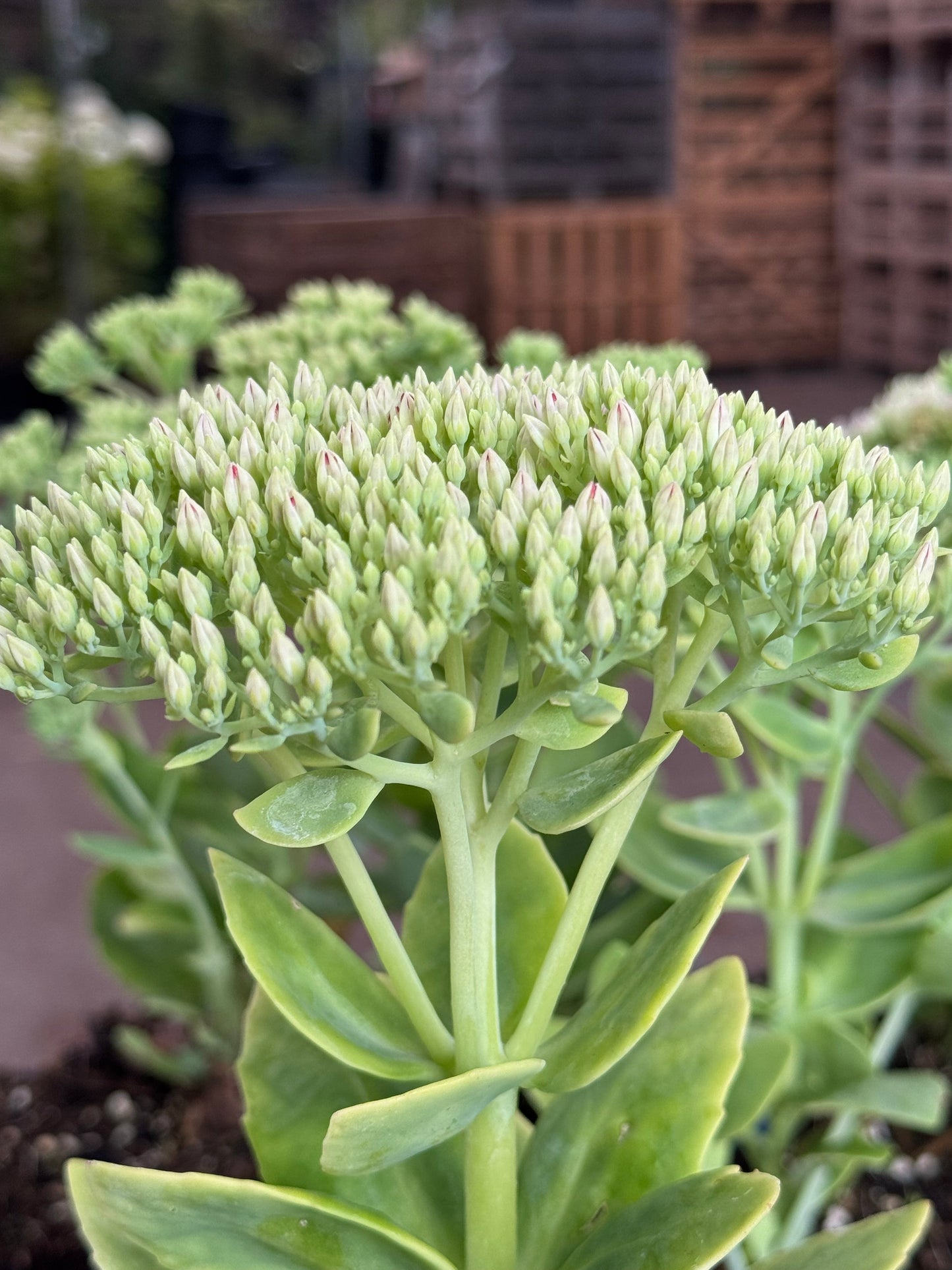 Sedum spectabile 'Brillant' - Hemelsleutel