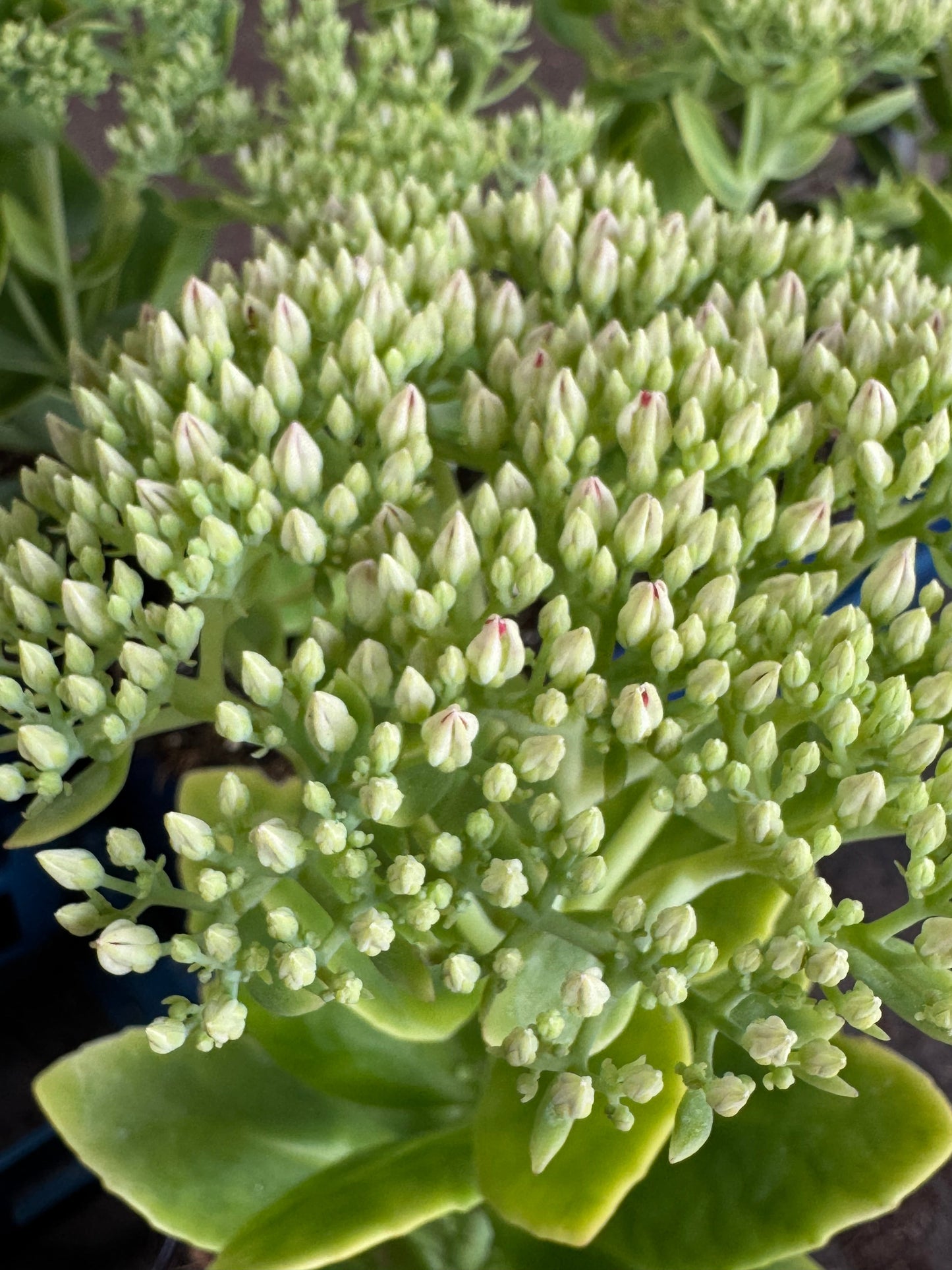 Sedum spectabile 'Brillant' - Hemelsleutel