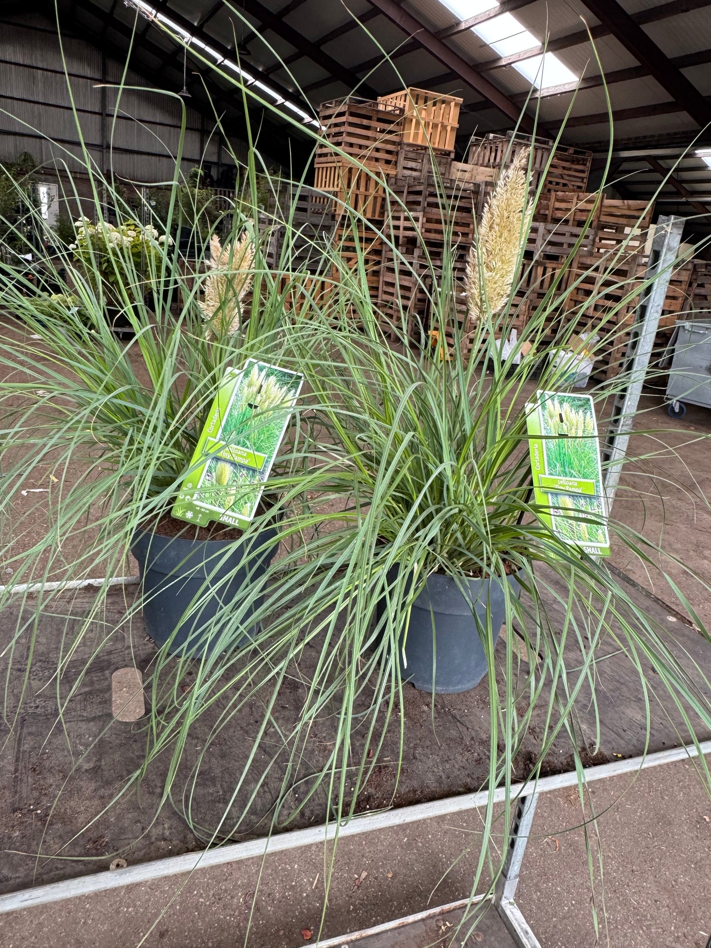 Cortaderia selloana 'Tiny Pampa' - Mini Pampasgras