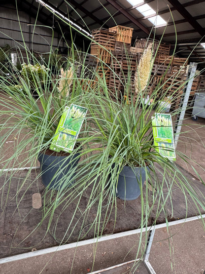 Cortaderia selloana 'Tiny Pampa' - Mini Pampasgras