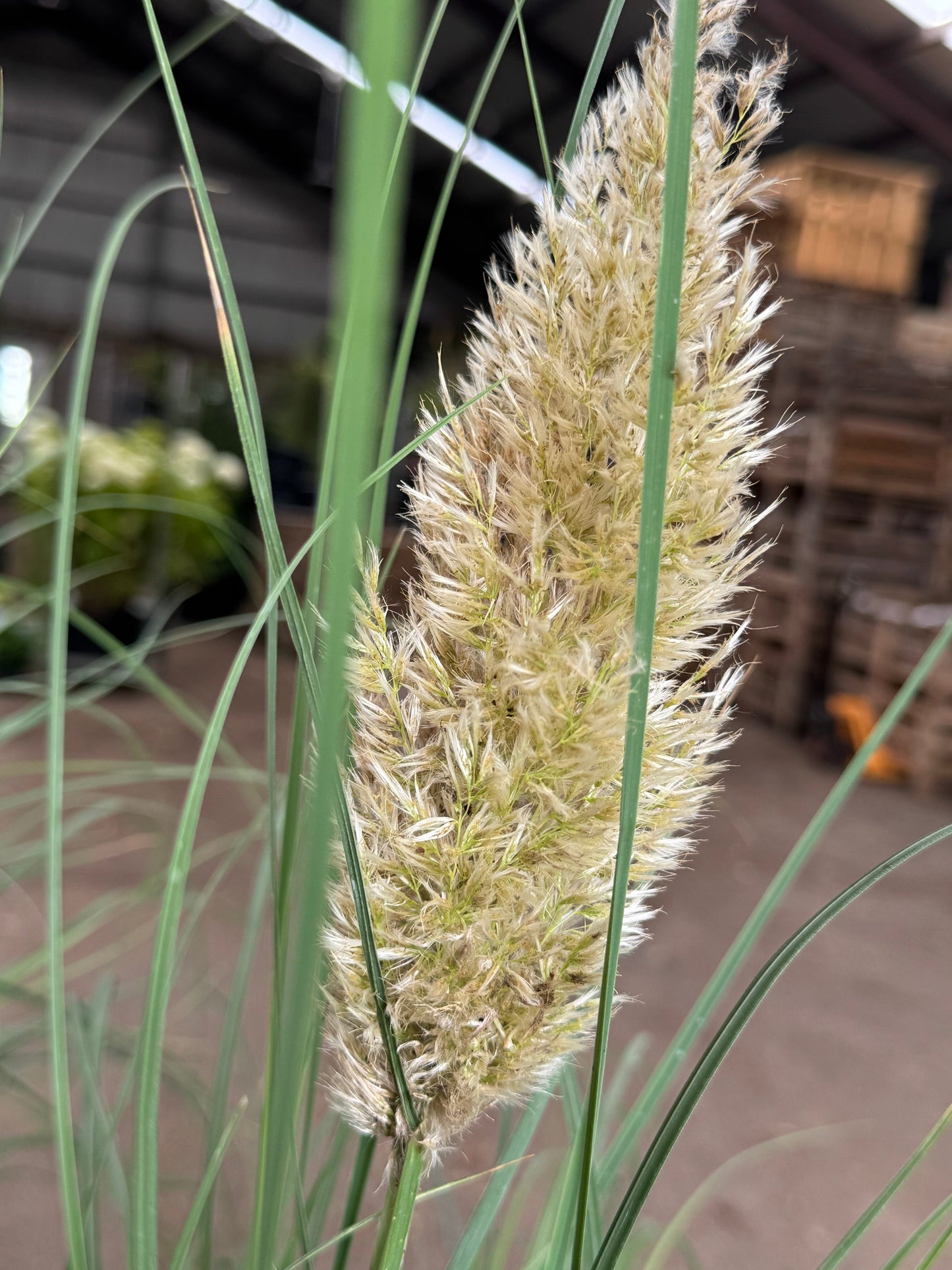 Cortaderia selloana 'Tiny Pampa' - Mini Pampasgras